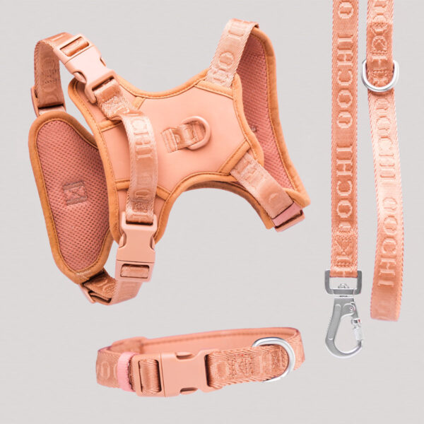 Regular Ginger Bundle